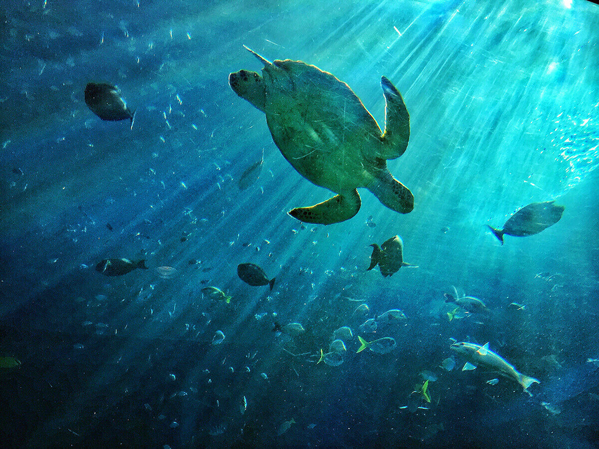 Koh Tao Turtles - Your private island transfer awaits